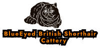 blueeyedshorthairs.com